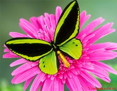 Ngắm 7 loài bướm đẹp nhất thế giới