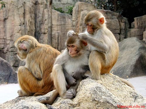 3ques - Tả con khỉ trong vườn thú